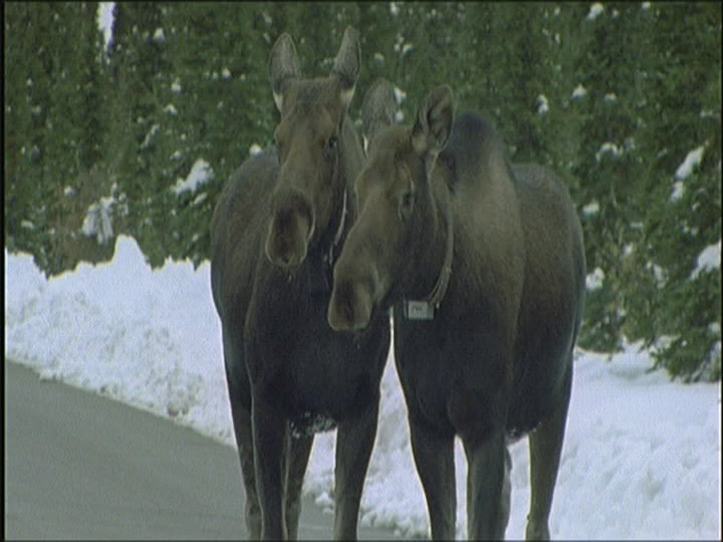 154490161 / Moose / Moving / Alaska