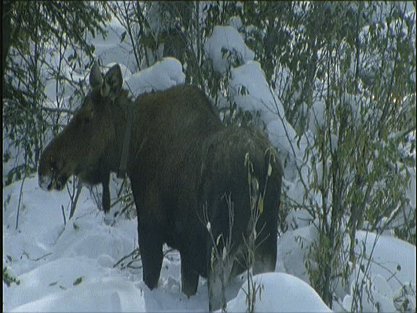 102872603 / Moose / Eating / Alaska