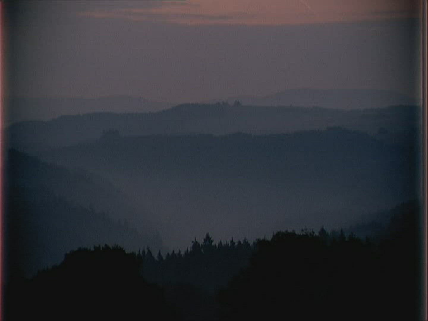 551307481 / Forest / Summer