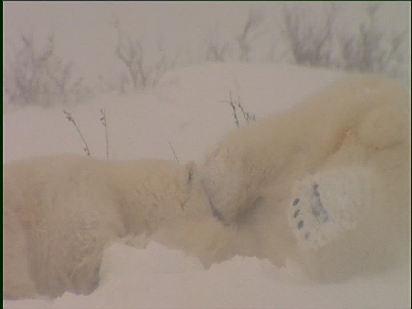 654225580 / Polar Bear / Playing / Snowstorm / Alaska