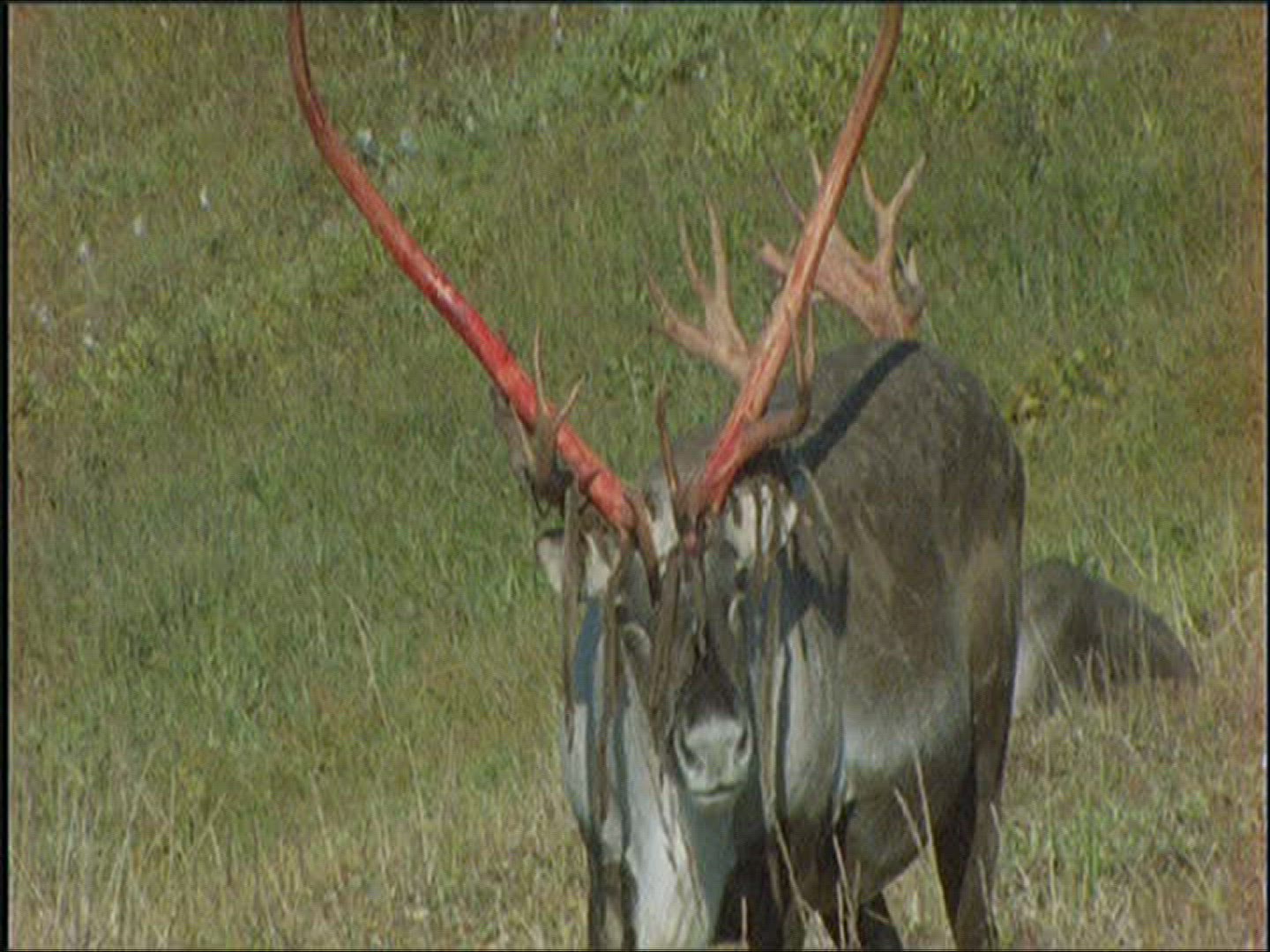 746503171 / Reindeer / Eating / Alaska