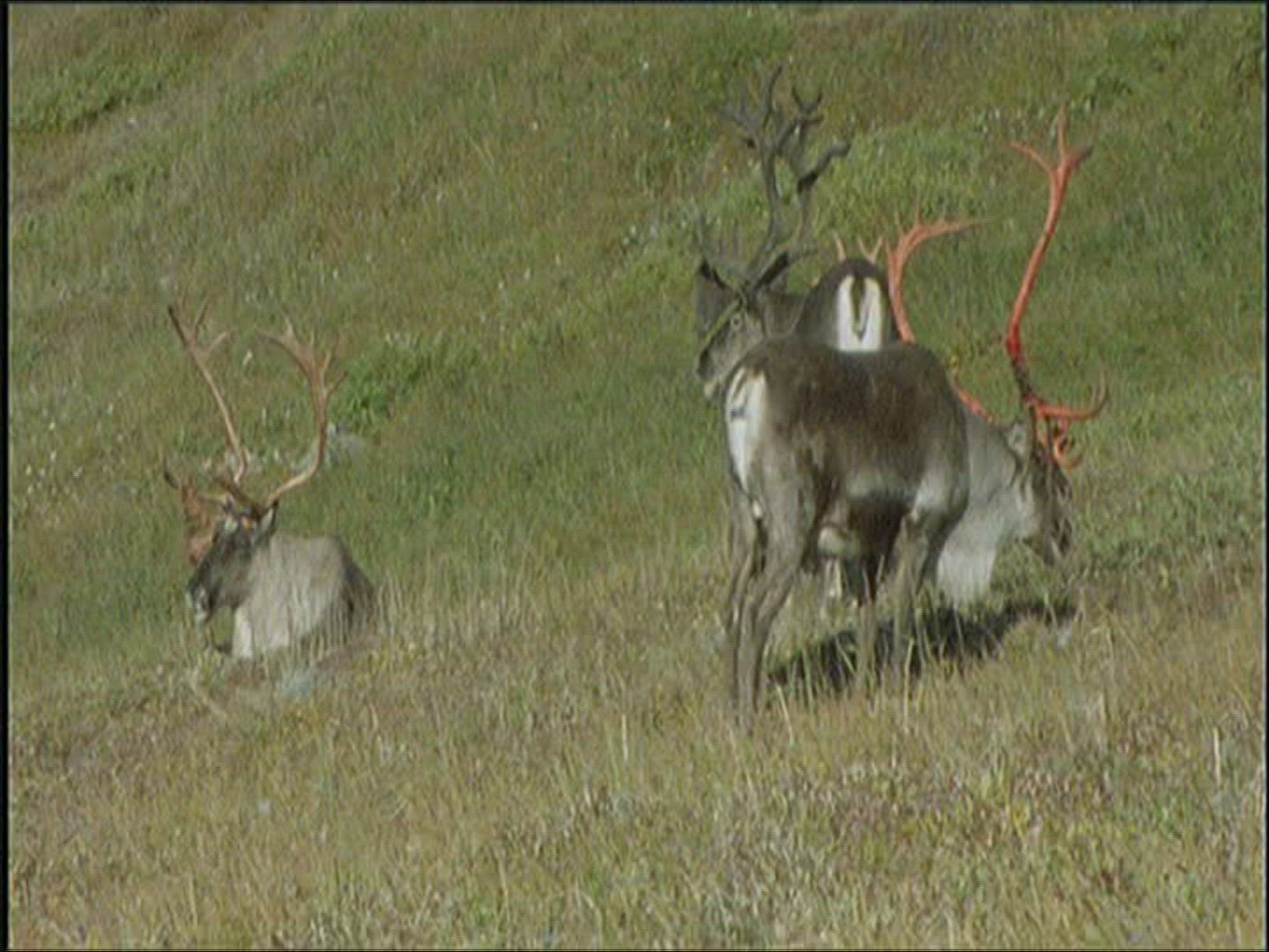 430811903 / Reindeer / Eating / Alaska