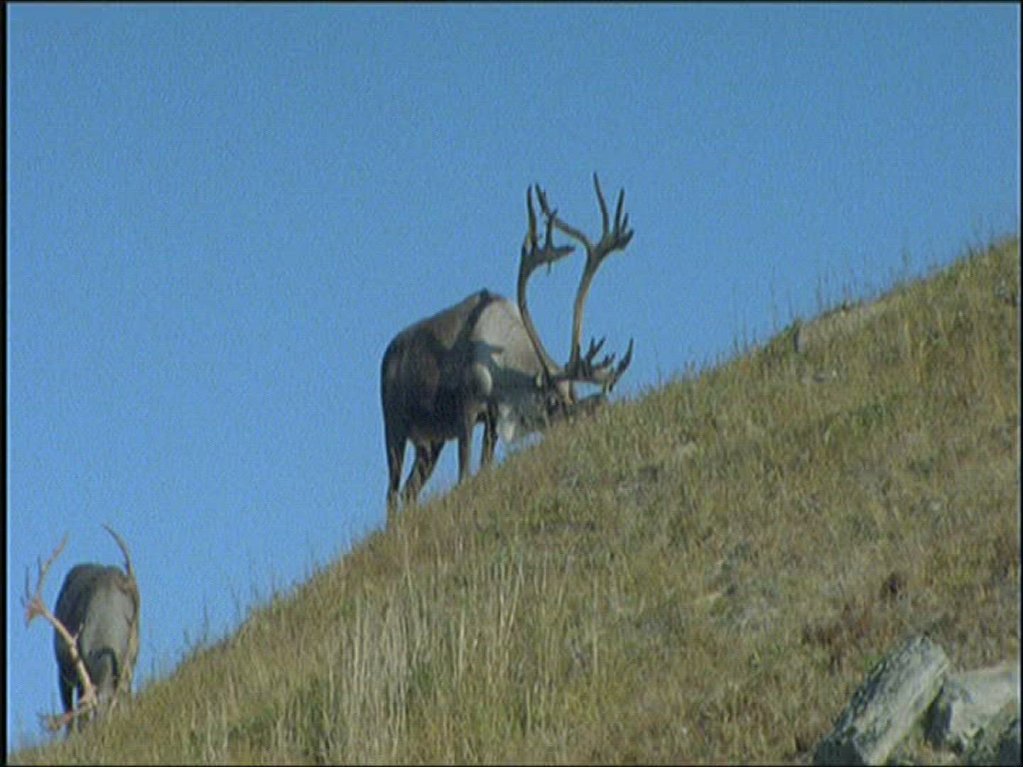 207875373 / Reindeer / Eating / Alaska