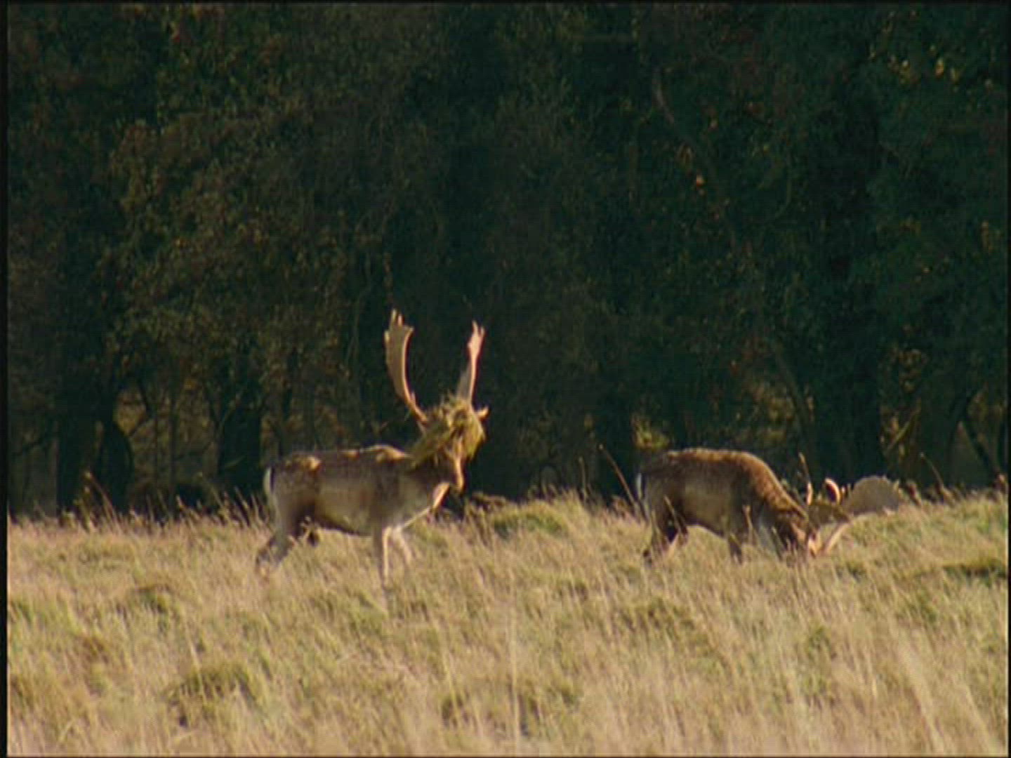 905531716 / Fallow Deer / Marking / Europe