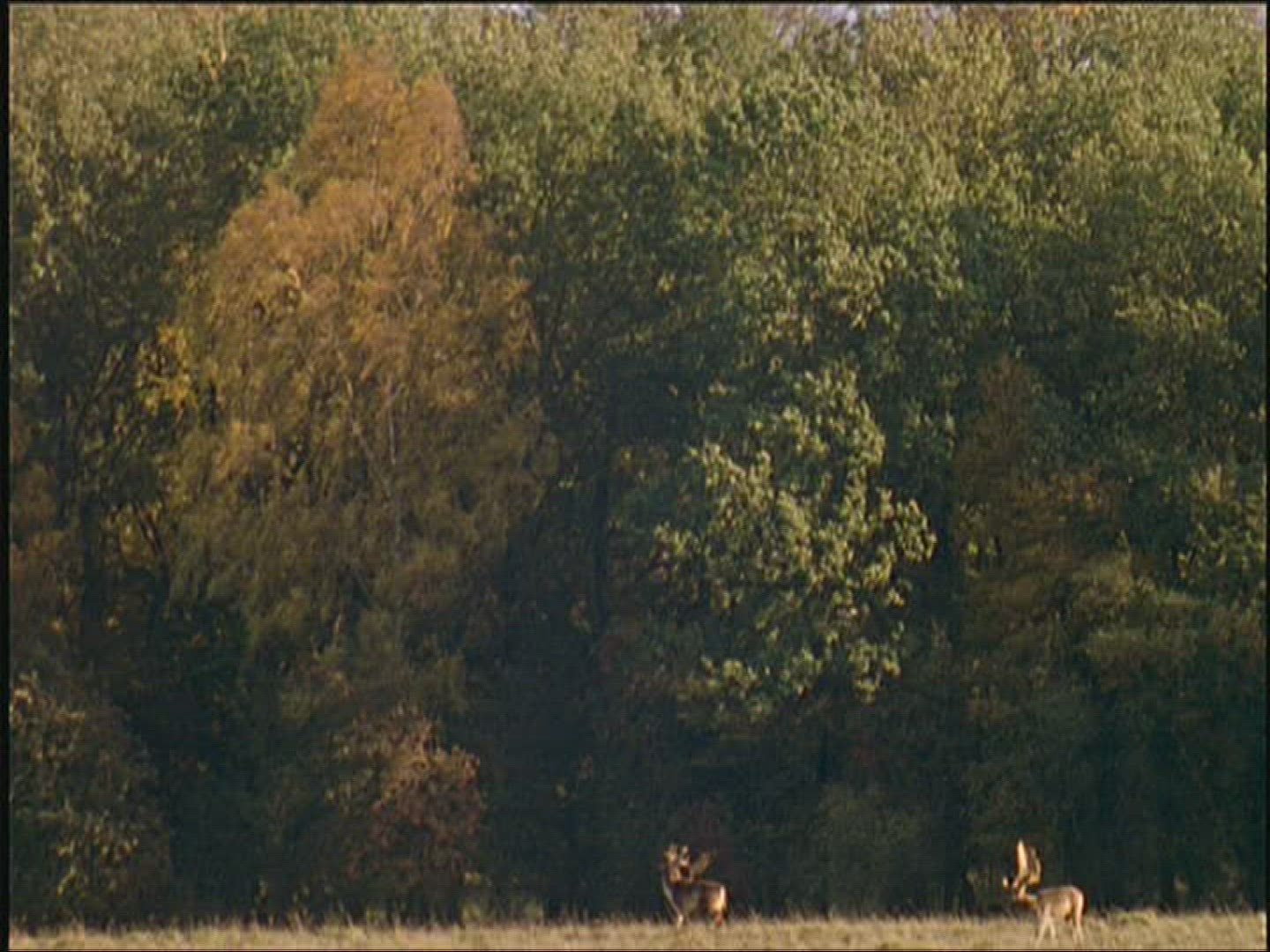 904961184 / Fallow Deer / Marking / Europe