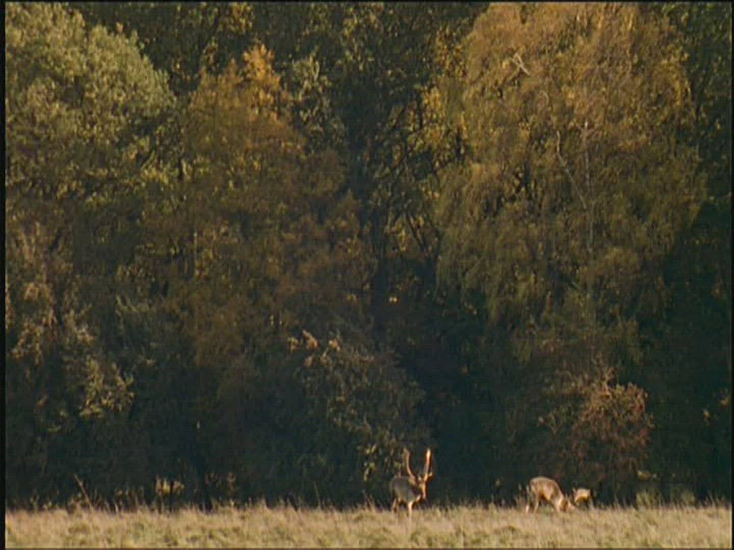 566636207 / Fallow Deer / Marking / Europe