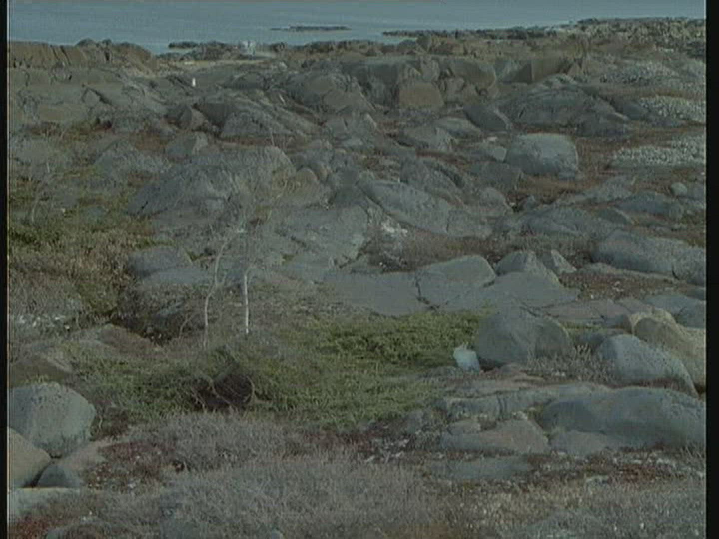 648204835 / Mountain Hare / Alaska