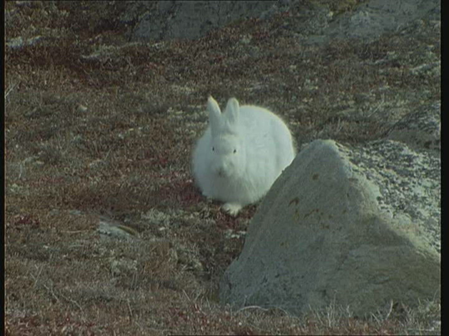 672011429 / Mountain Hare / Alaska