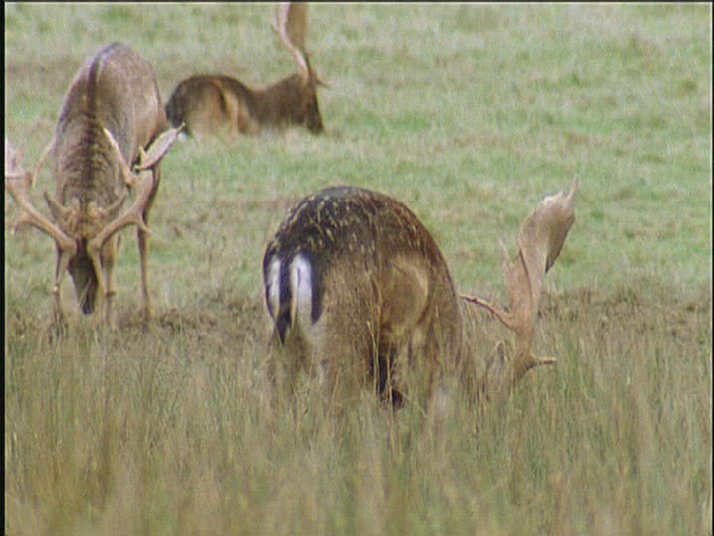 658652942 / Fallow Deer / Marking / Europe