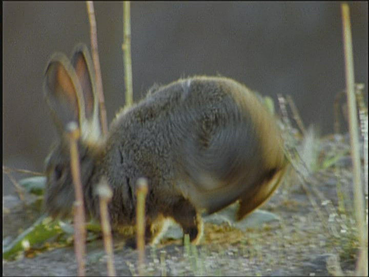 296927541 / Rabbit / Europe