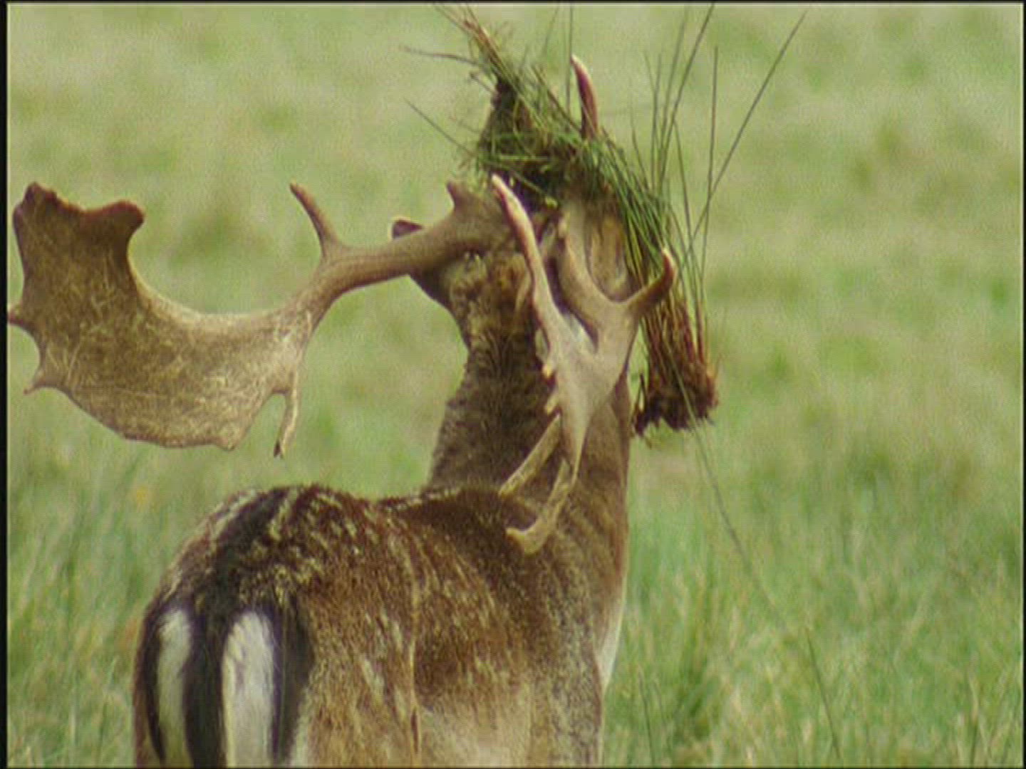 814332127 / Fallow Deer / Marking / Europe