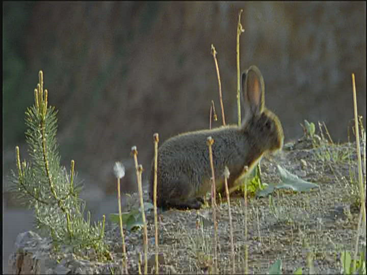 349579090 / Rabbit / Europe