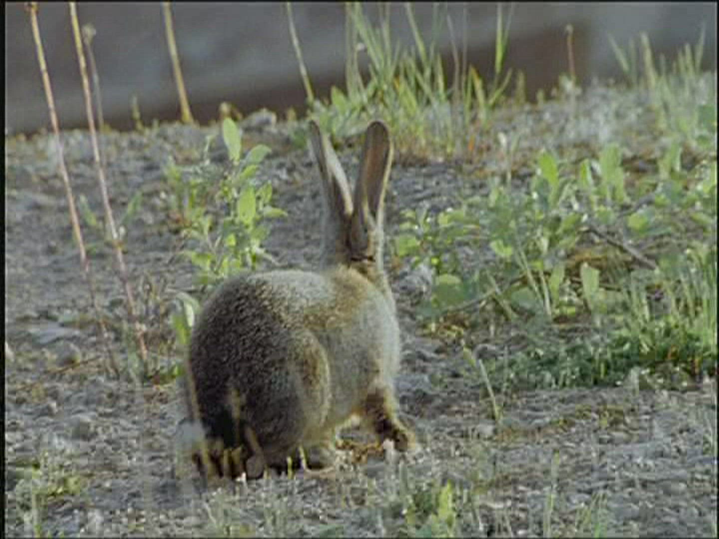 111969157 / Rabbit / Europe