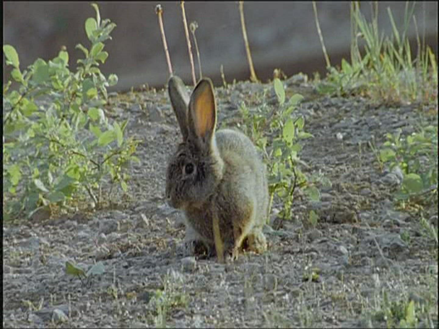 643592547 / Rabbit / Europe