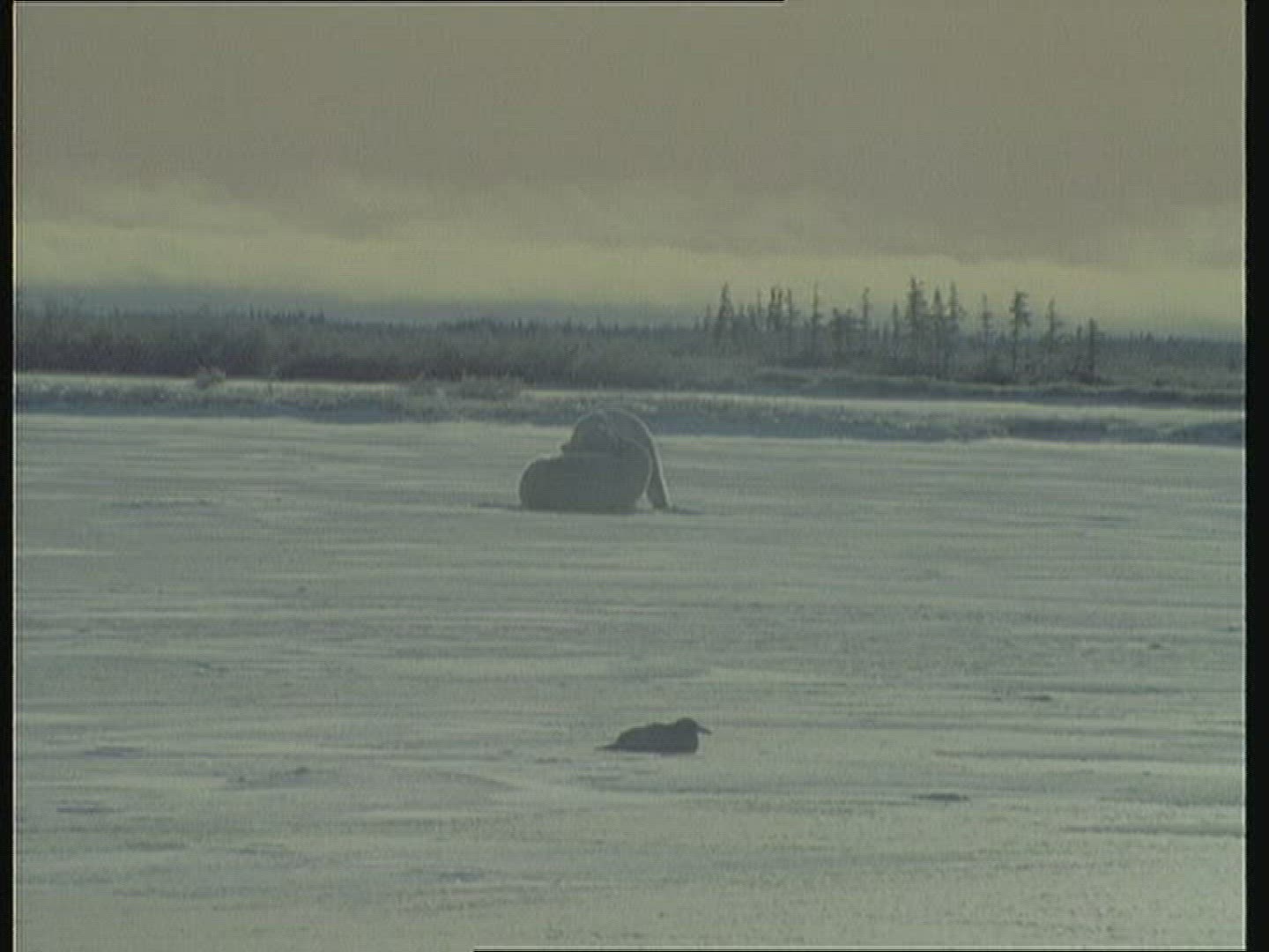 712281067 / Polar Bear / Fighting / Alaska