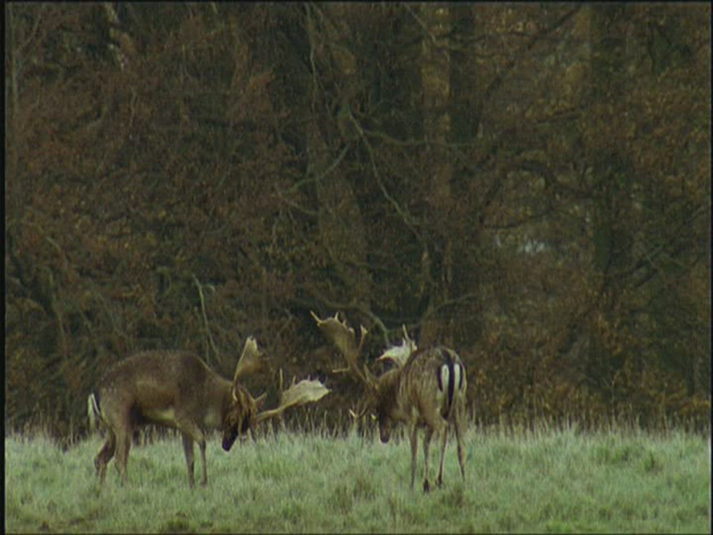 122891957 / Fallow Deer / Fighting / Europe