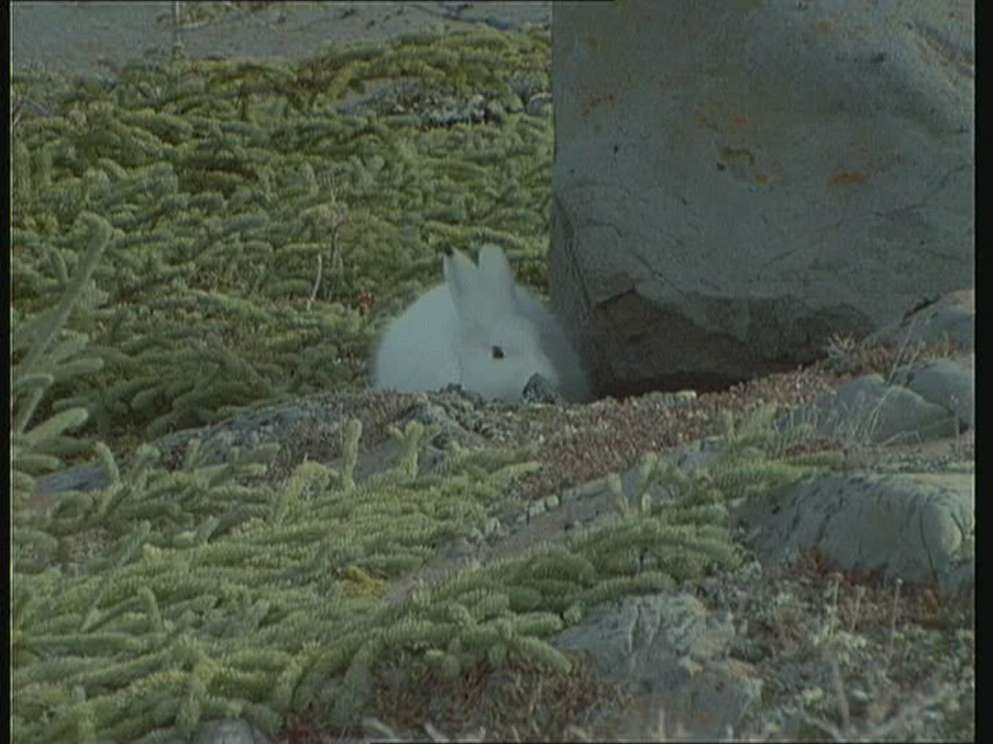 354048416 / Mountain Hare / Alaska