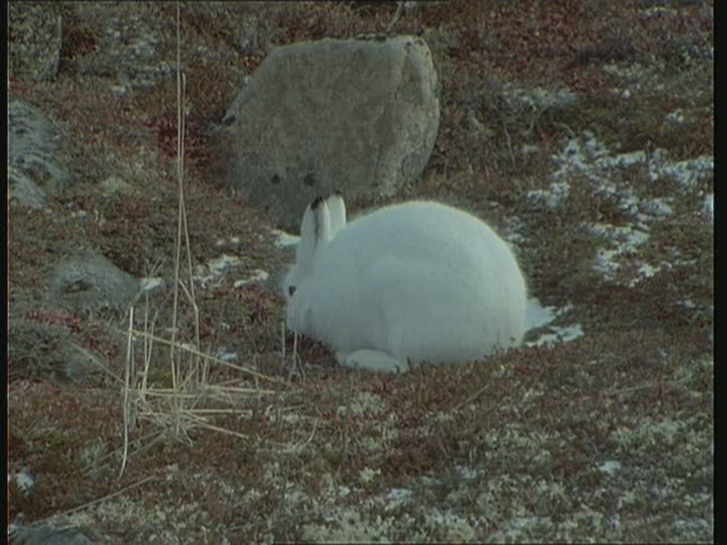 531530725 / Mountain Hare / Alaska