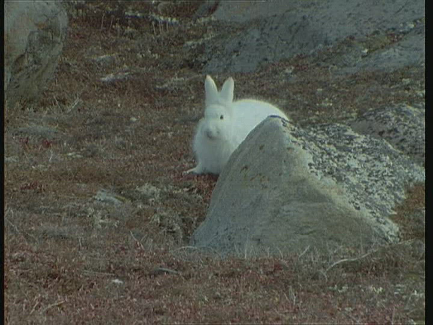923317680 / Mountain Hare / Alaska