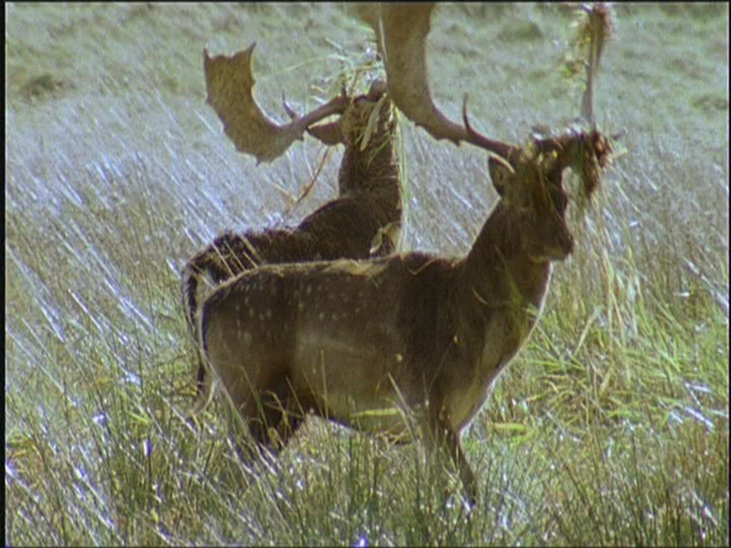 891218743 / Fallow Deer / Marking / Europe
