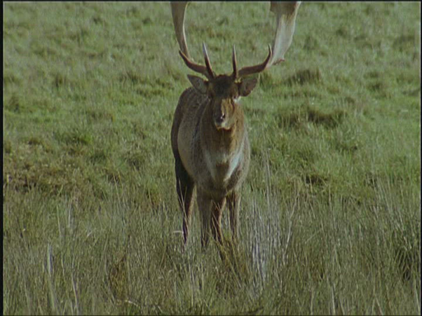 977638056 / Fallow Deer / Marking / Europe