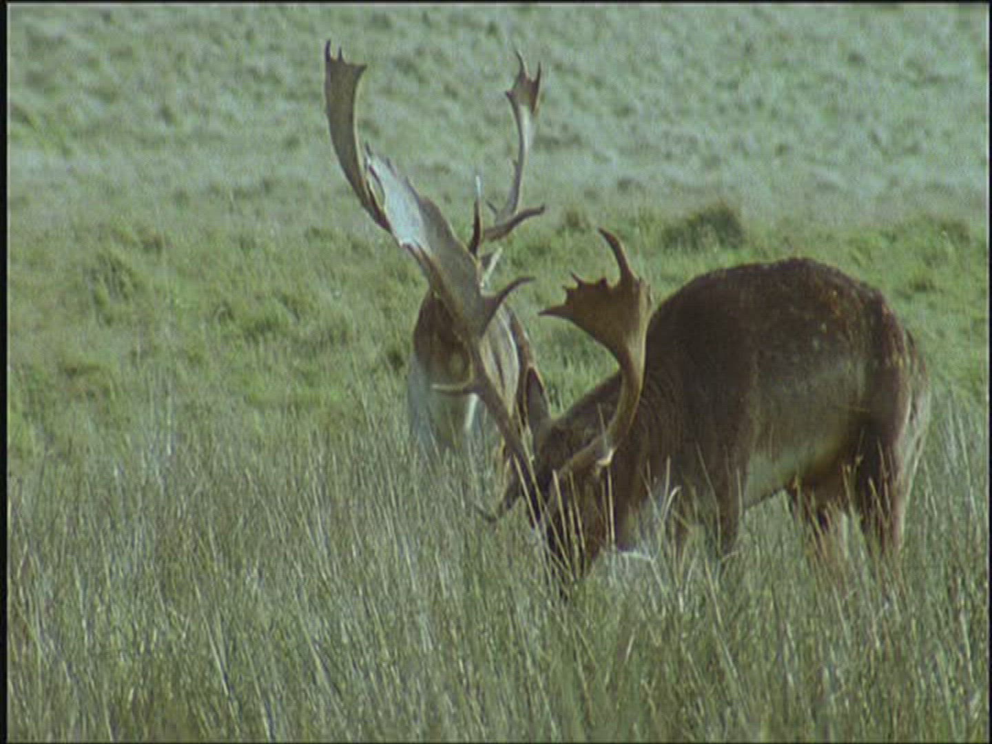 291212302 / Fallow Deer / Marking / Europe