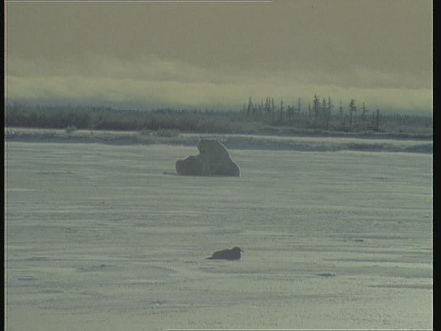 199834531 / Polar Bear / Fighting / Alaska