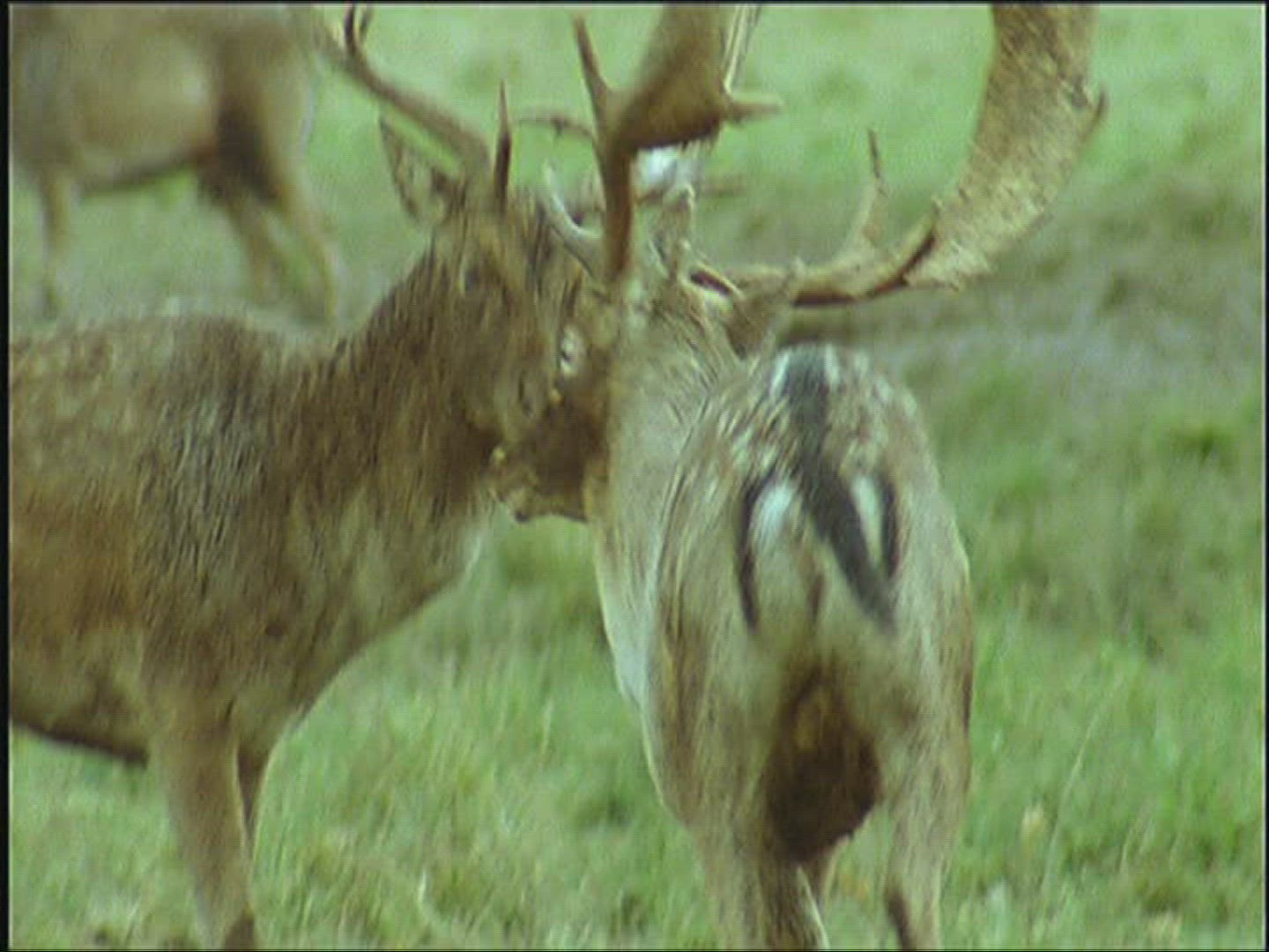 629848786 / Fallow Deer / Fighting / Europe