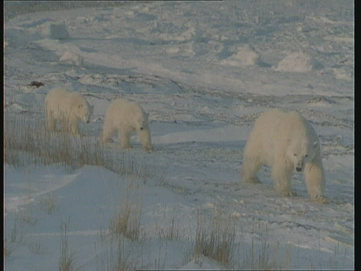 824984172 / Polar Bear / Rearing / Alaska