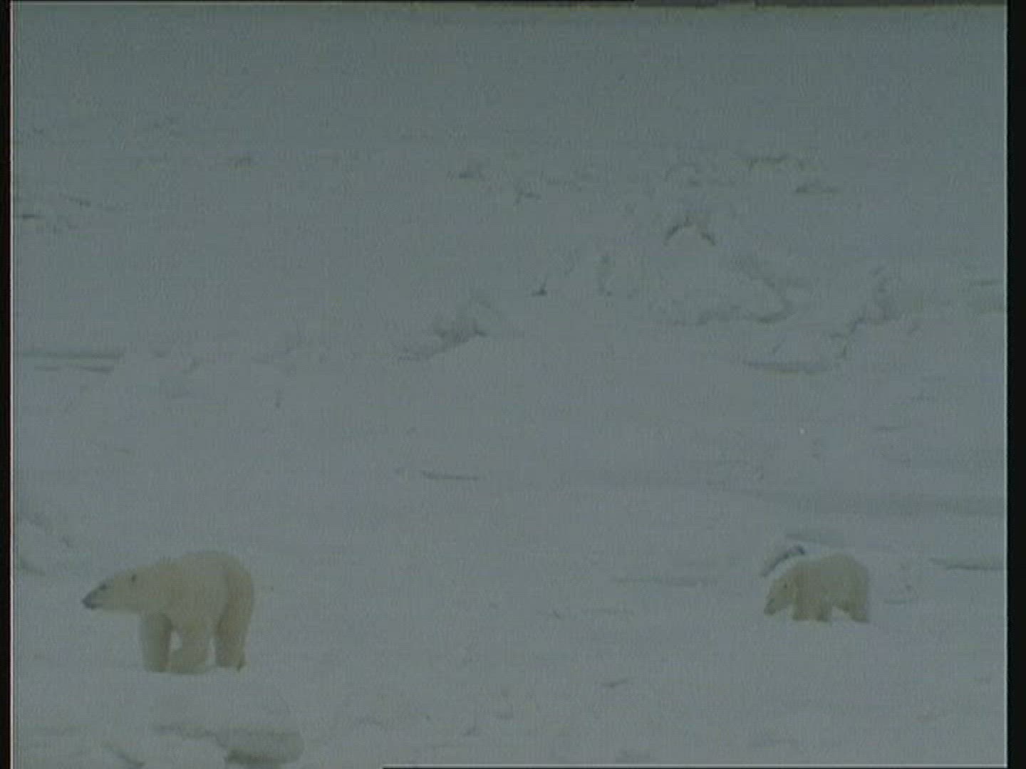 802071920 / Polar Bear / Rearing / Alaska