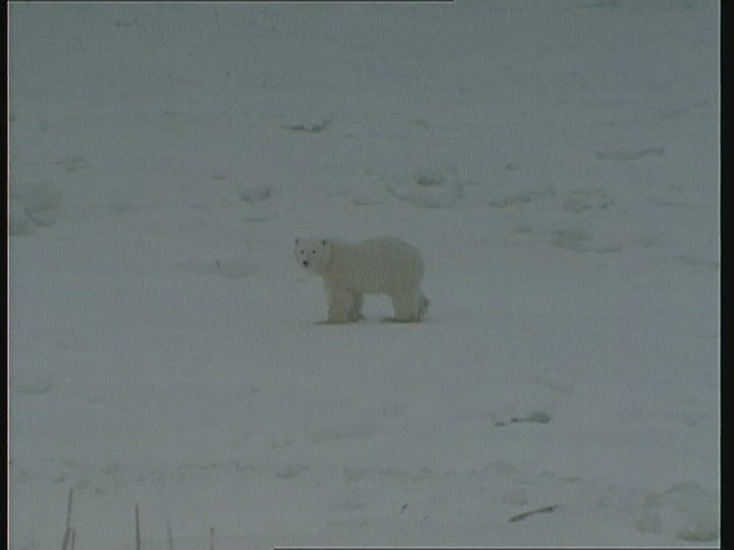 217789455 / Polar Bear / Rearing / Alaska