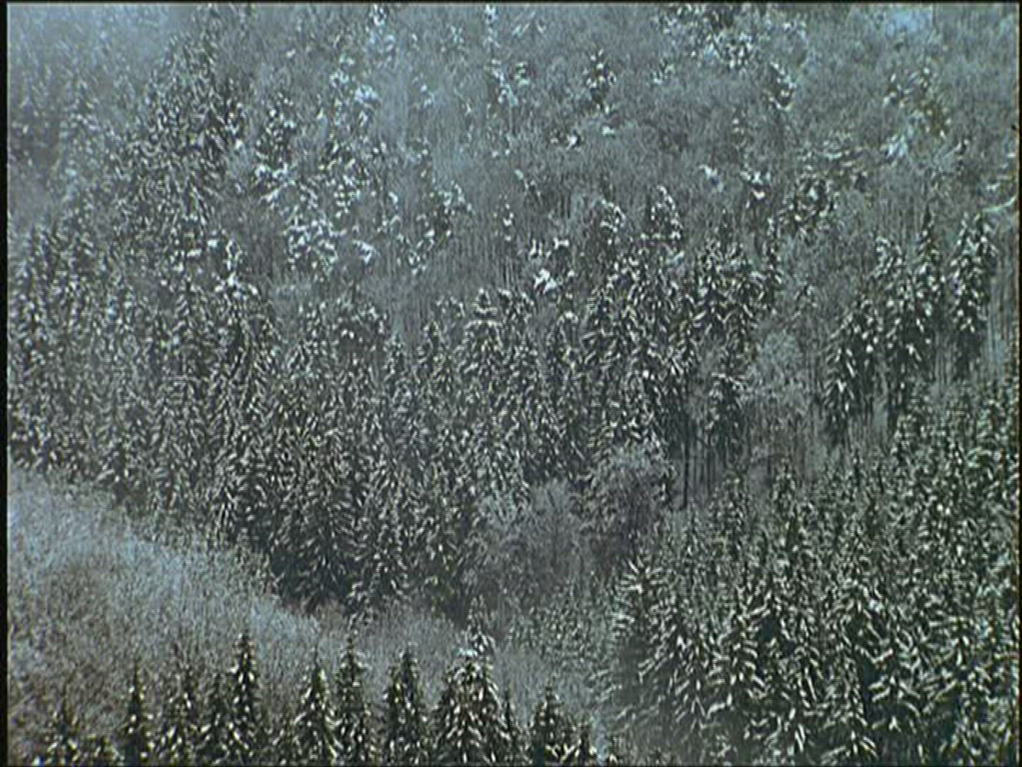840634759 / Wild Boar / Winter / Europe