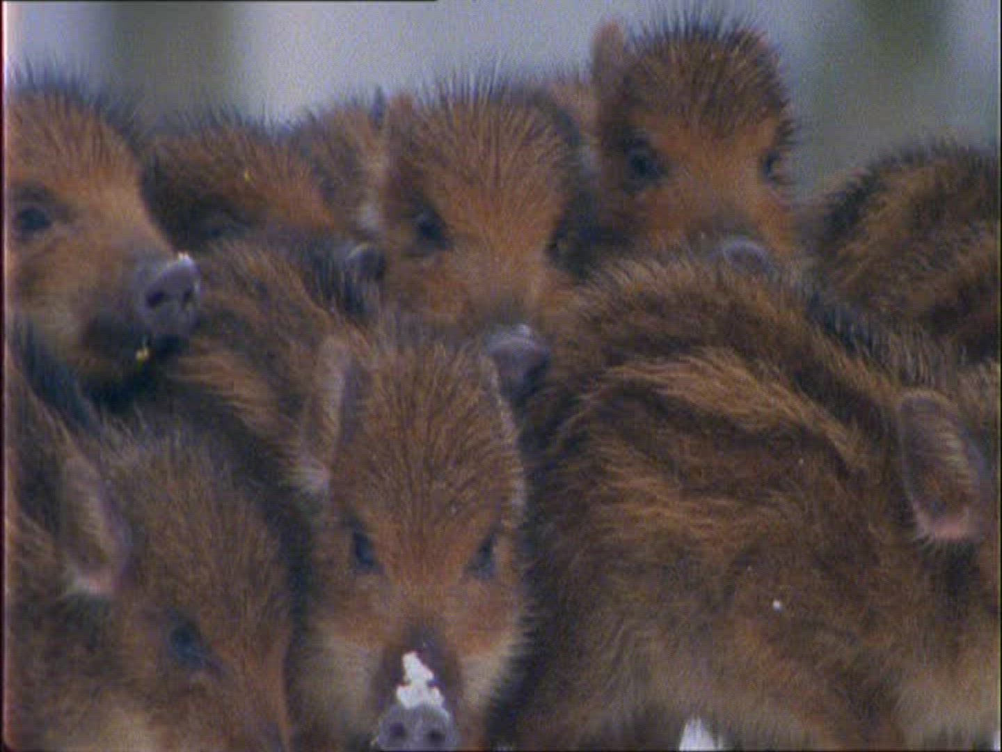 781178142 / Wild Boar / Rearing / Winter
