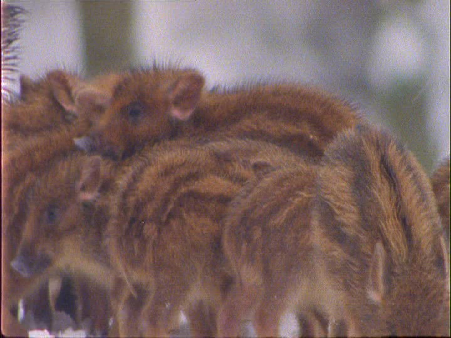 769301853 / Wild Boar / Rearing / Winter