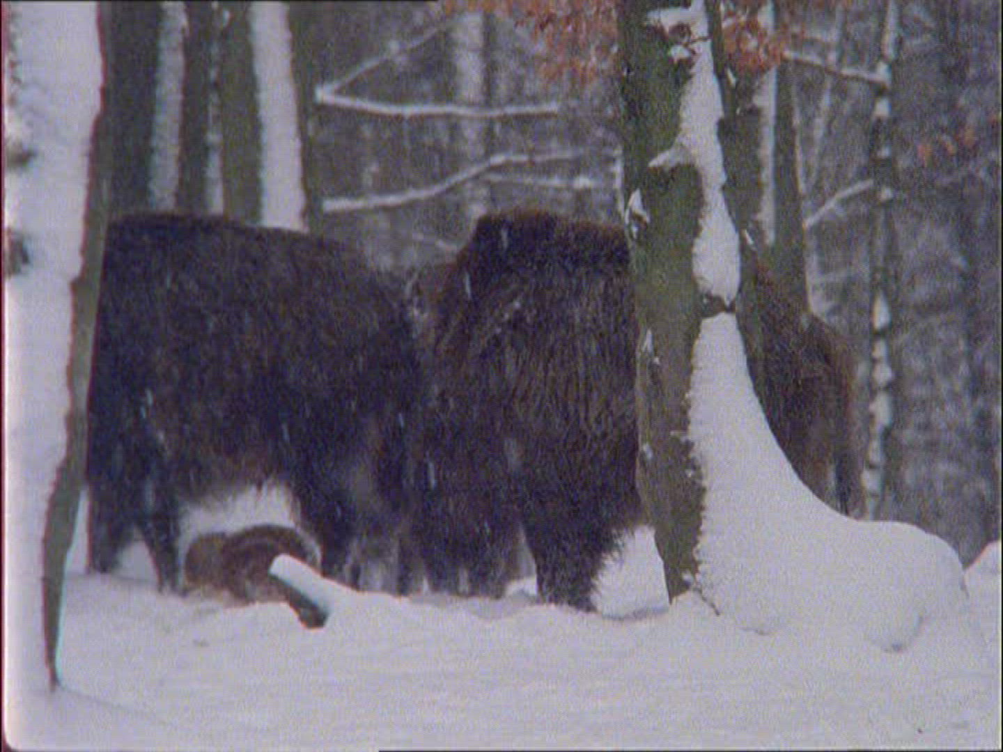 790094790 / Wild Boar / Mating / Winter