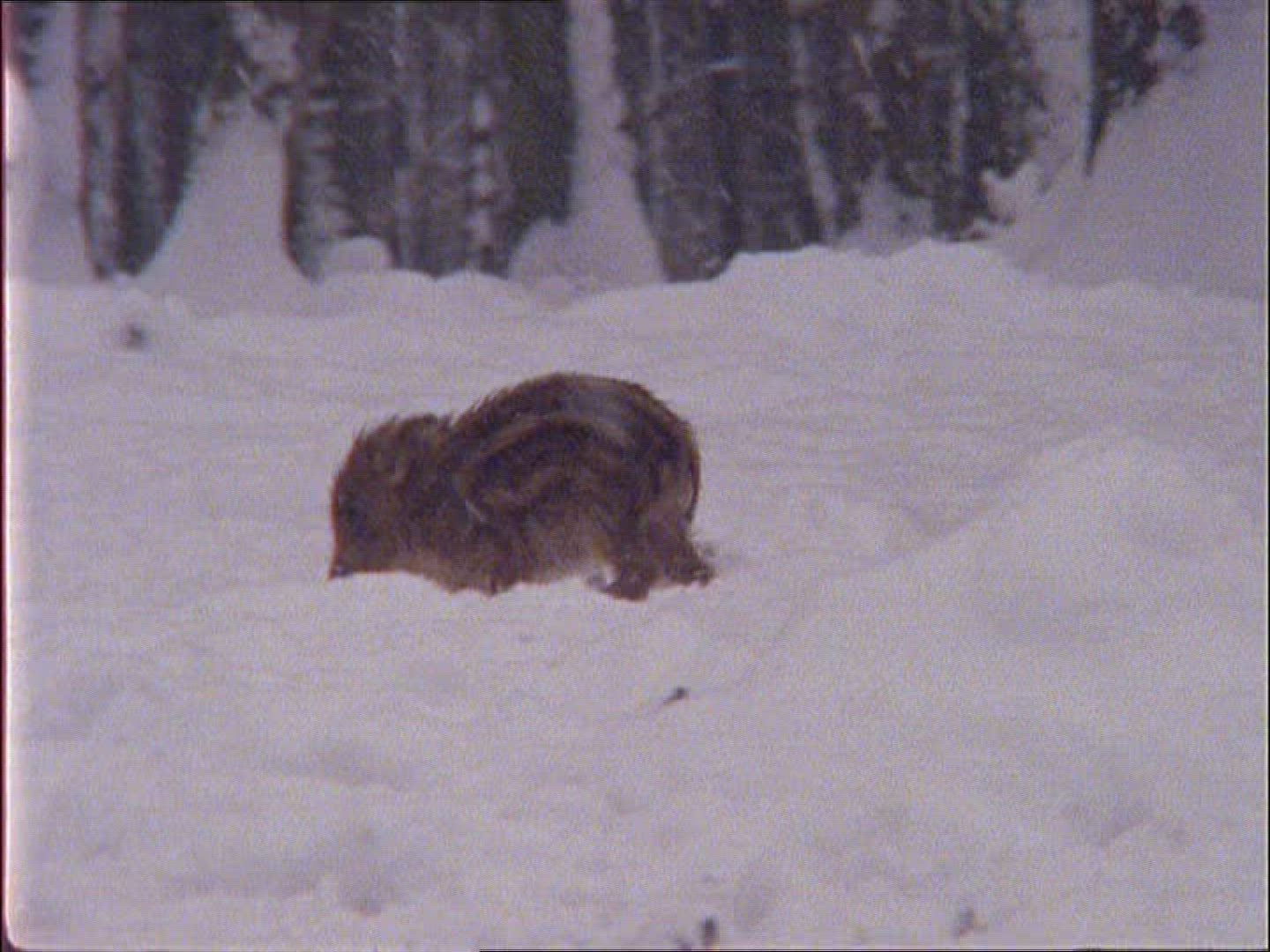 493627596 / Wild Boar / Rearing / Winter