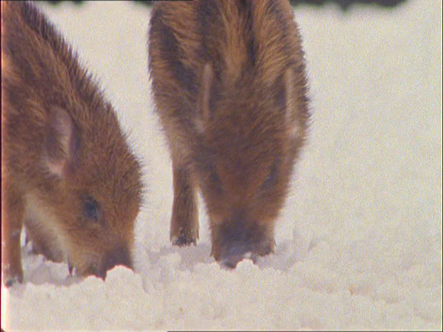 443685546 / Wild Boar / Rearing / Winter