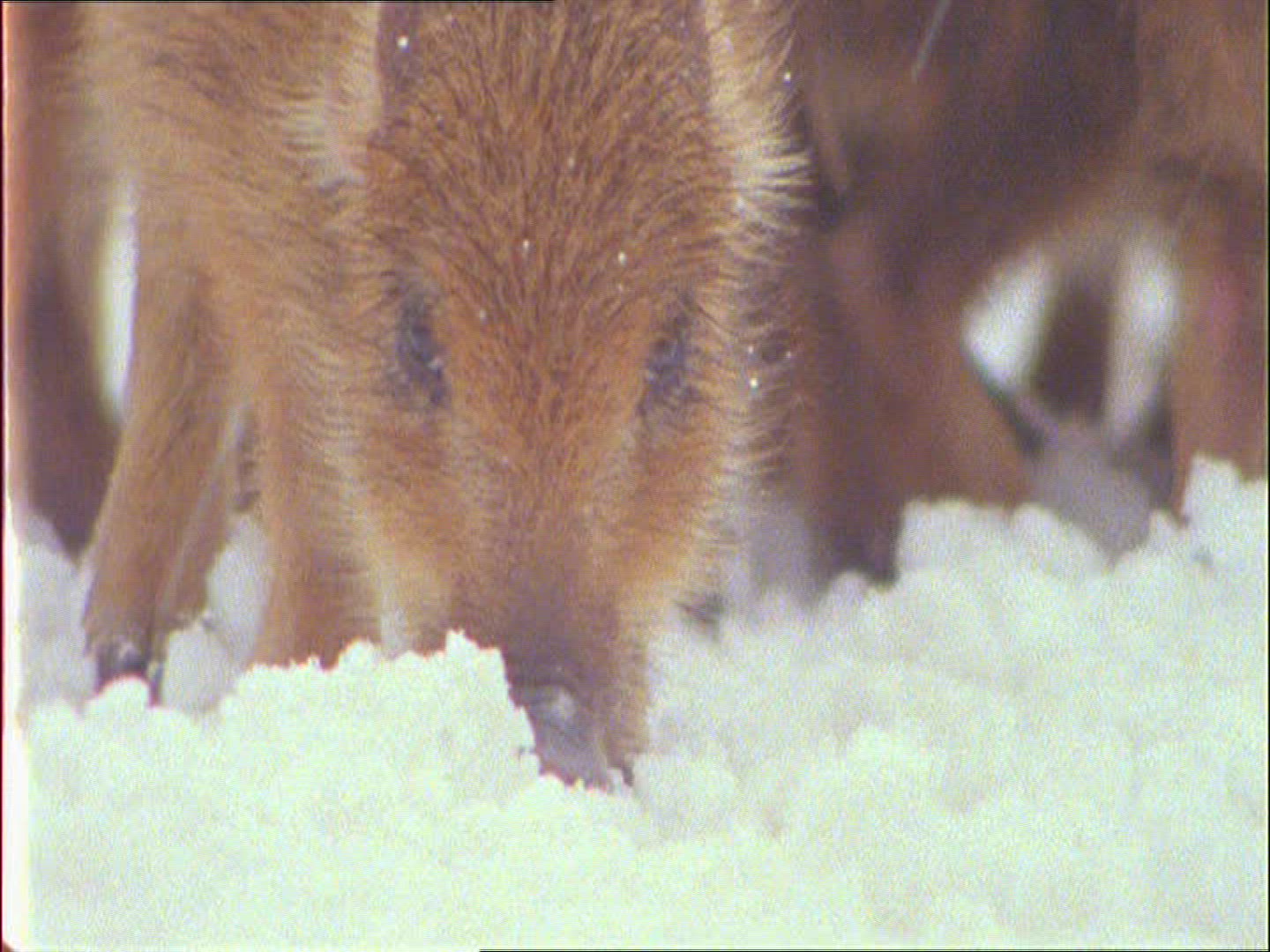 875129004 / Wild Boar / Rearing / Winter