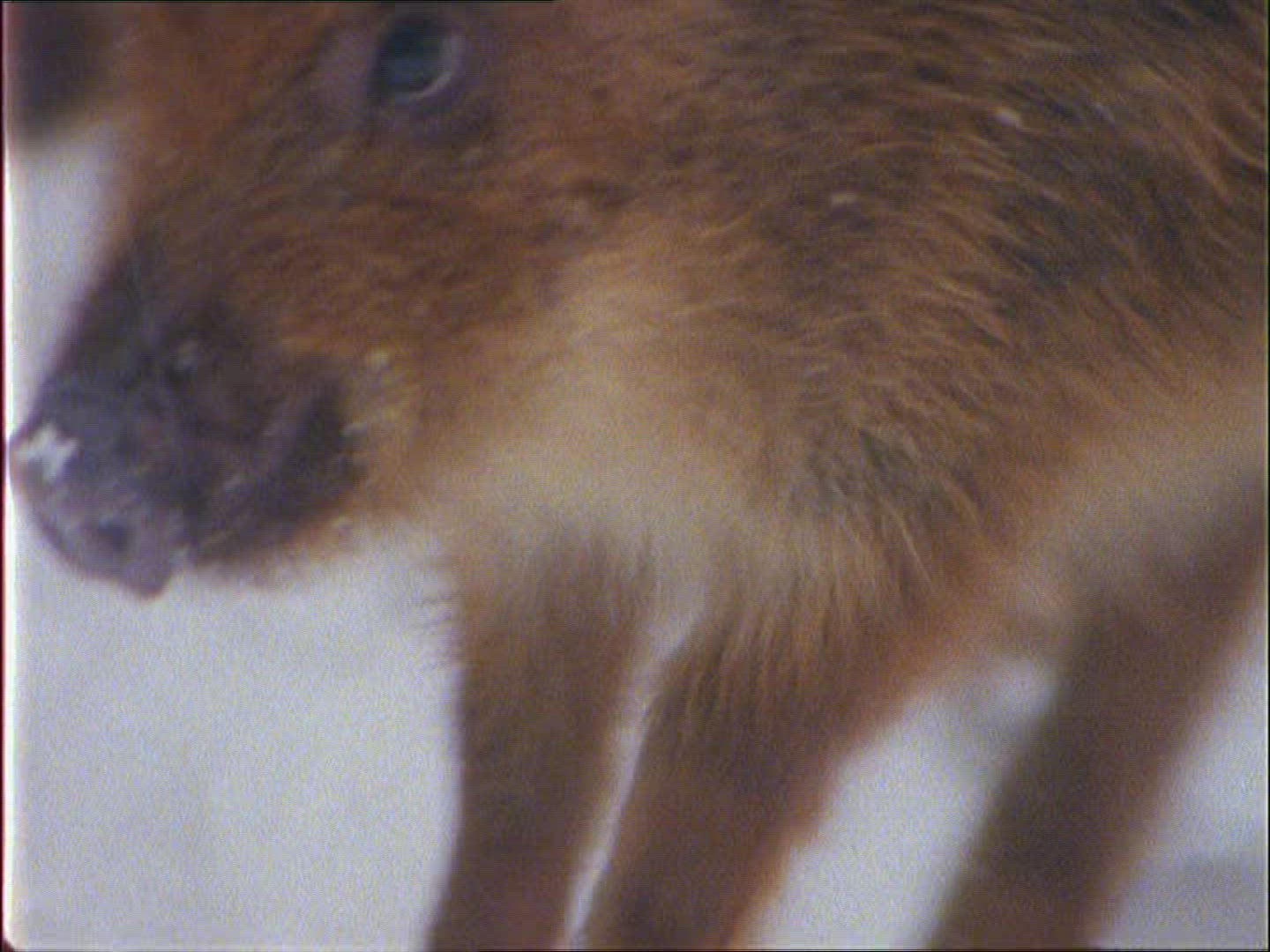 587736720 / Wild Boar / Rearing / Winter