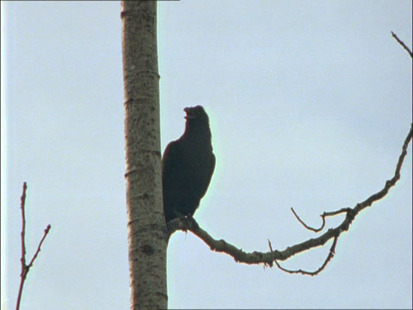 624731432 / Crow / Alaska