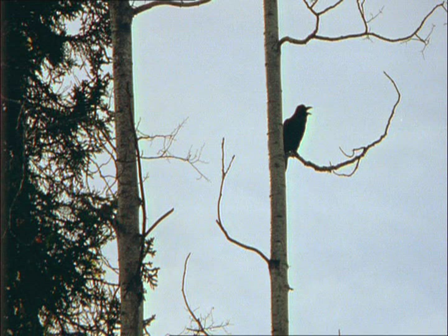 716778401 / Crow / Alaska