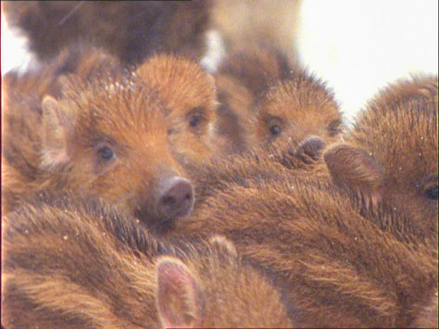393545872 / Wild Boar / Rearing / Winter