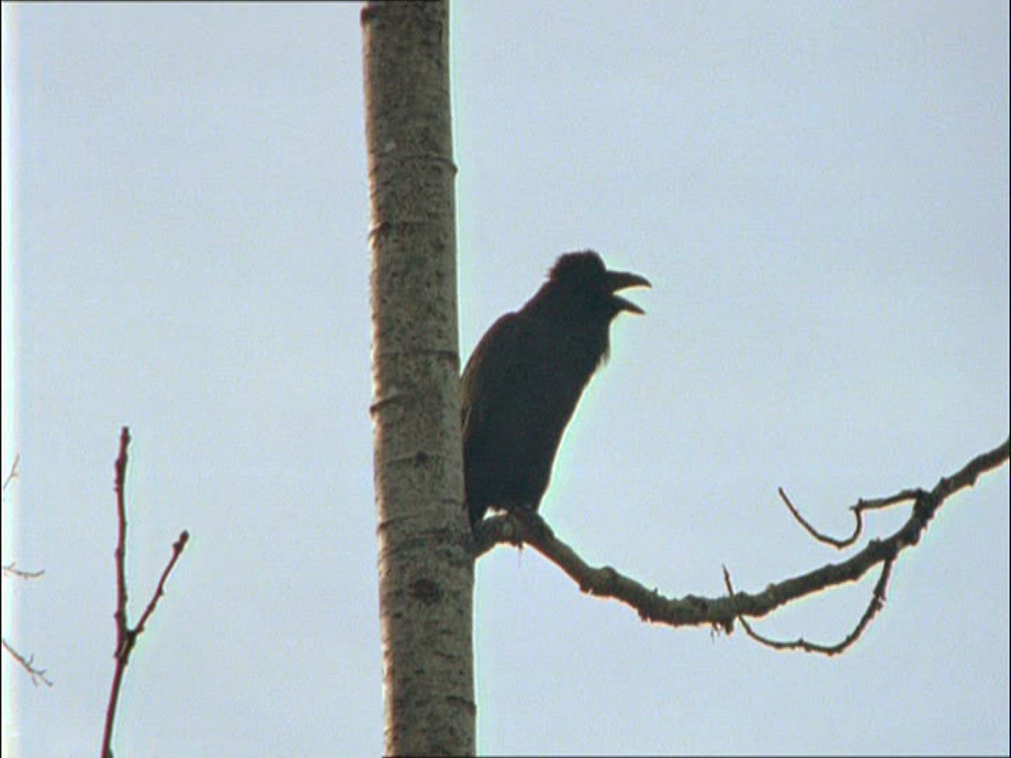 717444856 / Crow / Alaska