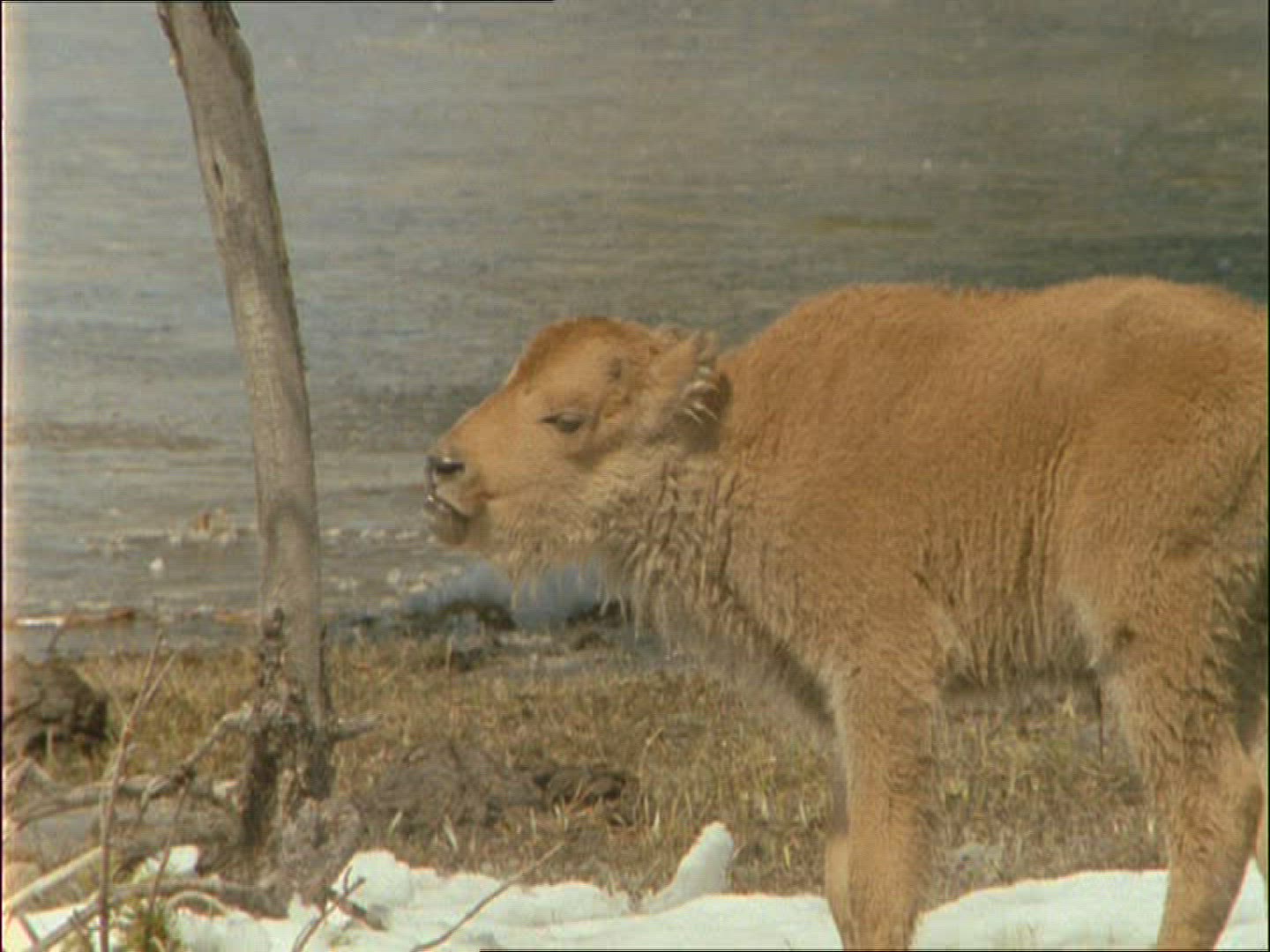 879485582 / American Buffalo / Alaska