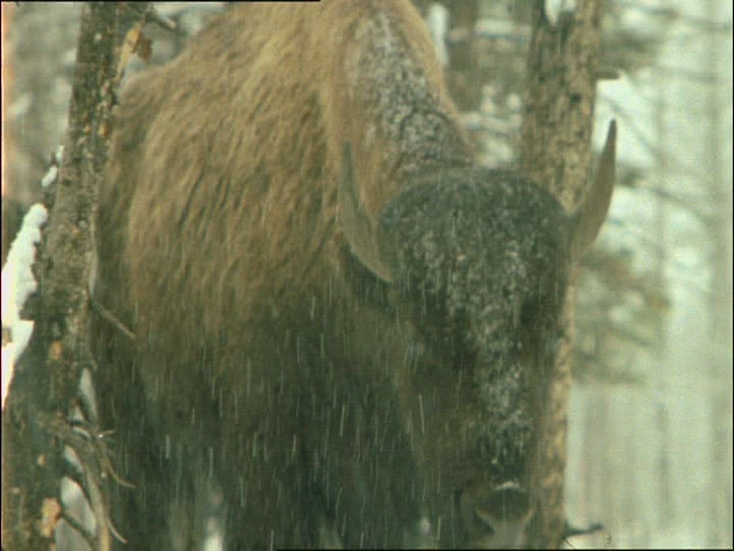 921520733 / American Buffalo / Alaska