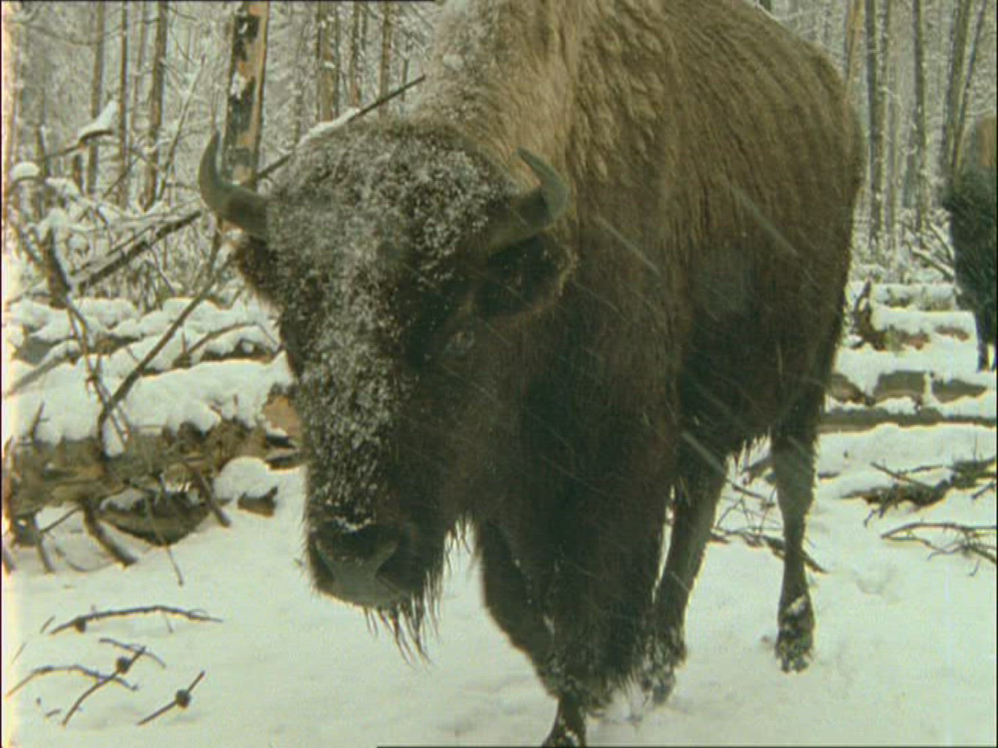 883887814 / American Buffalo / Alaska