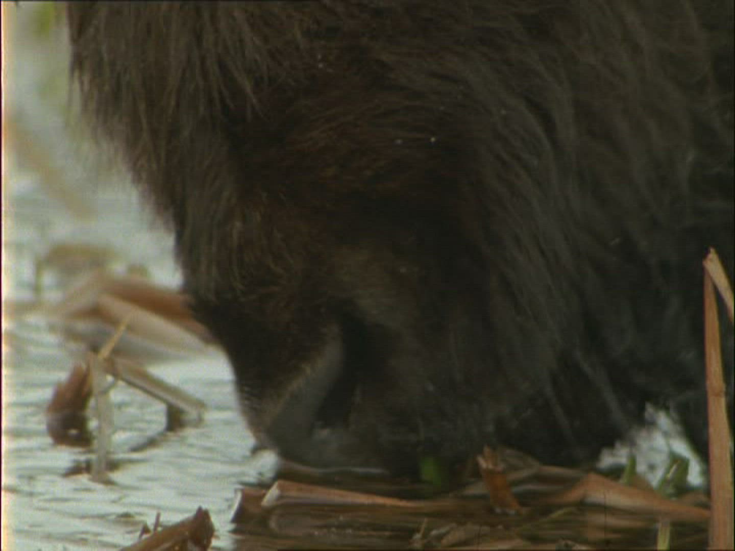646976218 / American Buffalo / Alaska