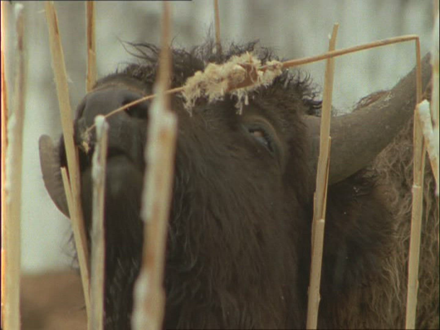 399495571 / American Buffalo / Alaska