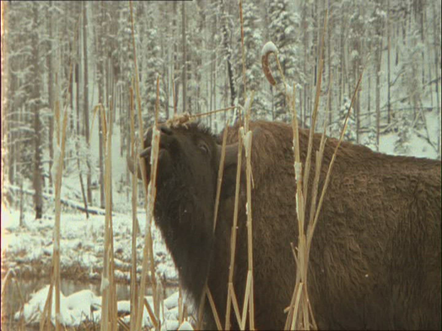 400887474 / American Buffalo / Alaska