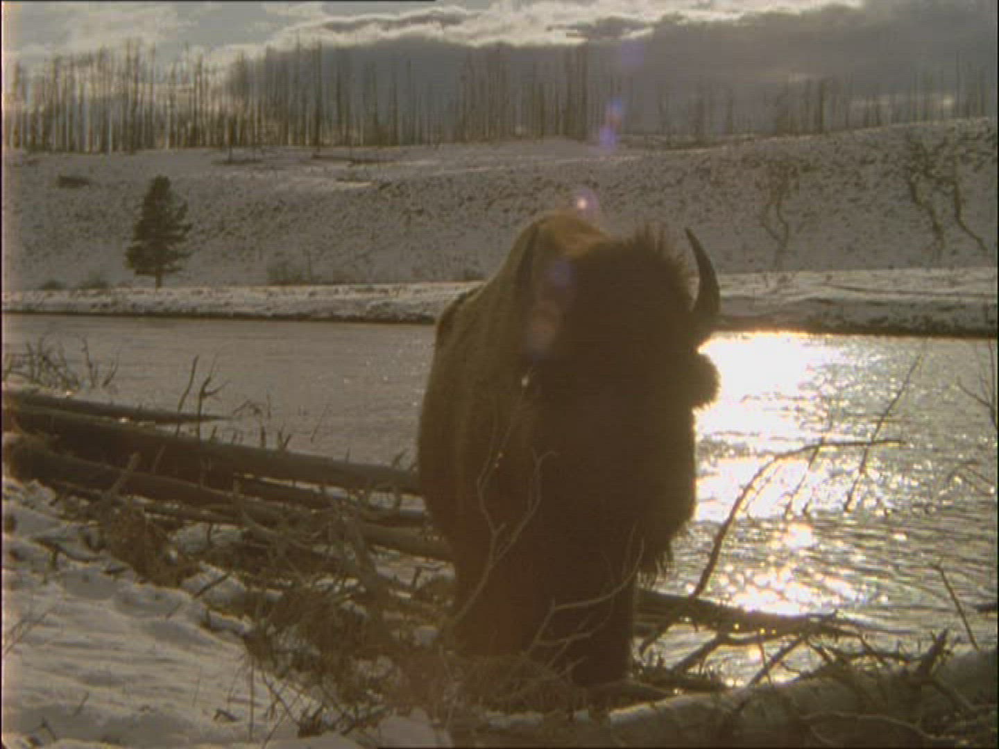 459438436 / American Buffalo / Alaska
